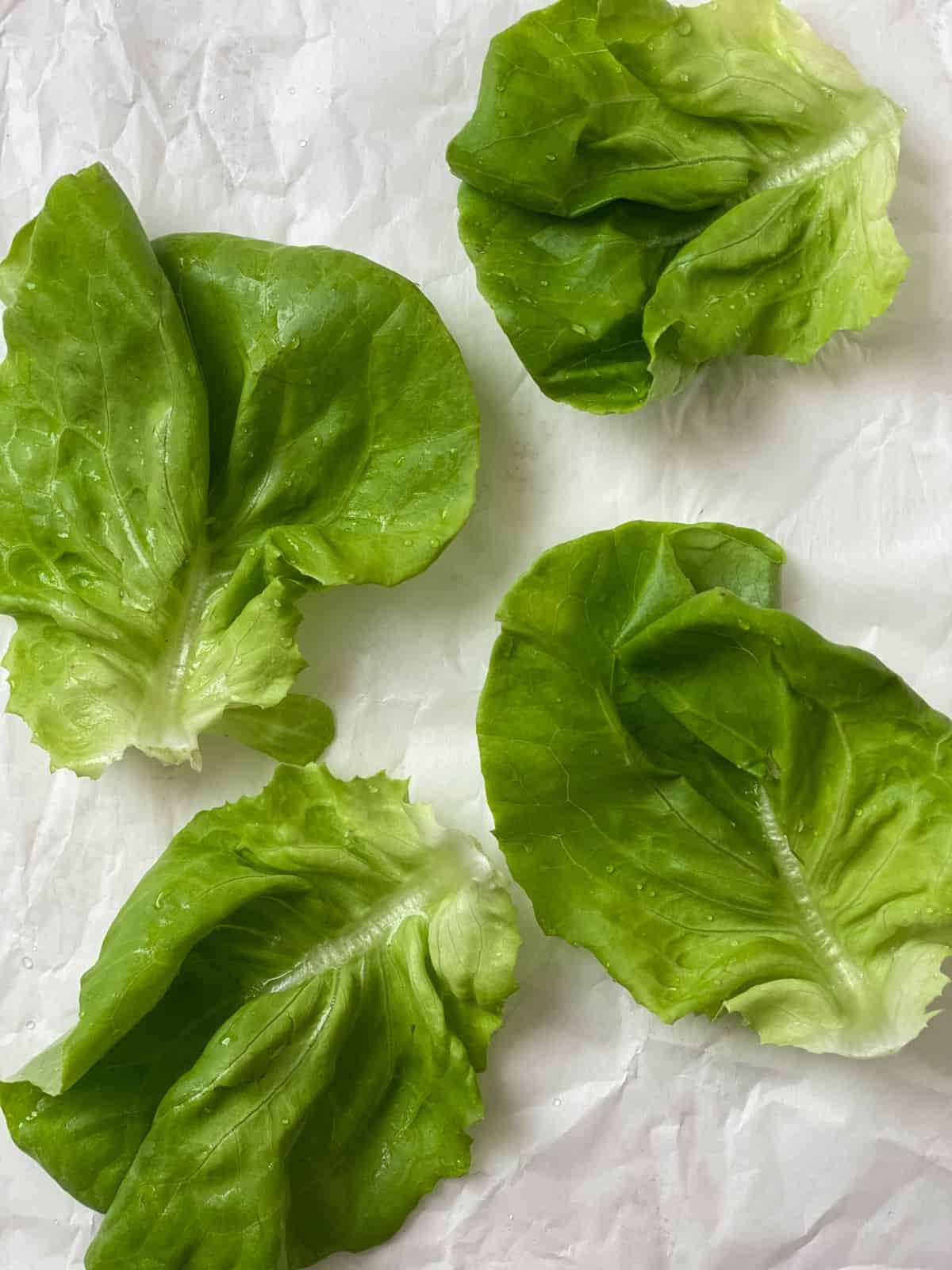Jackfrucht-Salatwickel 15 Salatblätter auf weißem Hintergrund ausgebreitet