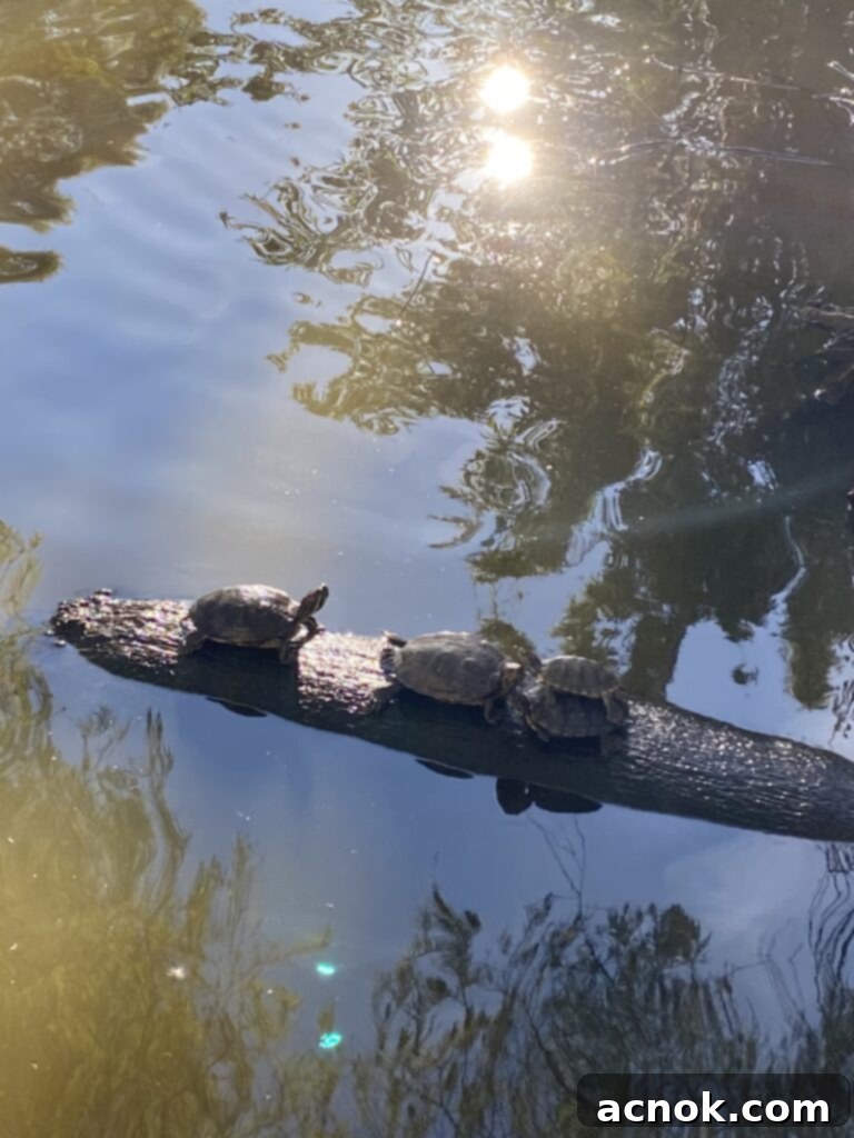 Turtles at the park, enjoying a peaceful daily walk.