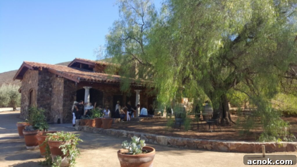 Valle de Guadalupe-Cavas del Mogor vineyard vista