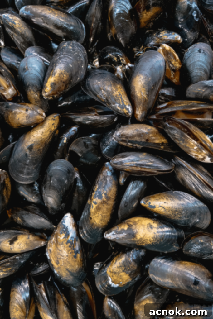 Close-up photo of fresh black mussels, showing their dark, smooth shells.